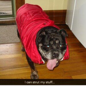 NWOT ~ Frisco Mid-Heavyweight Portland Insulated Dog & Cat Parka, Red, Medium